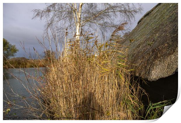 Golden reed bed next to a wooden boat shed with a thatched roof Print by Chris Yaxley
