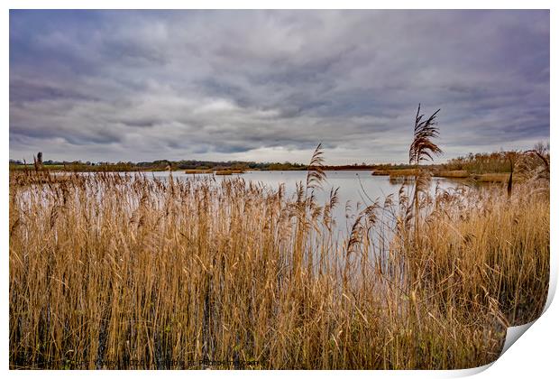 Rockland Broad in autumn Print by Chris Yaxley