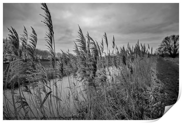Riverside reeds bw Print by Chris Yaxley