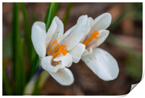 A close up of white crocus flowers growing wild in rural Norfolk Print by Chris Yaxley