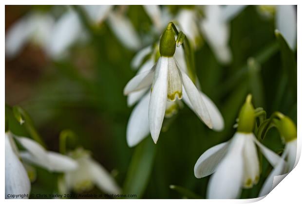 A close up of wild snowdrops growing in the Norfolk countryside Print by Chris Yaxley