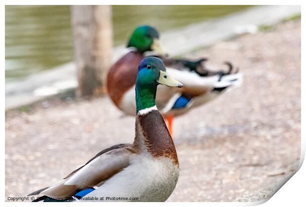 Portrait of a drake or mallard duck on the bank of the River Bure, Norfolk Print by Chris Yaxley