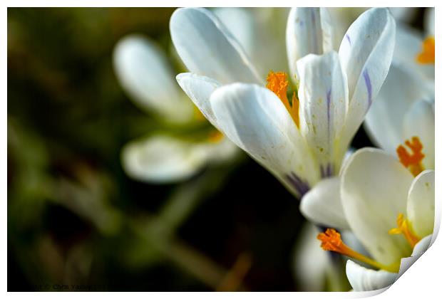 Wild white crocus flowers Print by Chris Yaxley