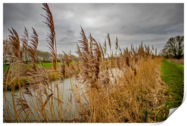 Riverside reeds, Norfolk Broads National Park Print by Chris Yaxley