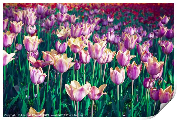 Surreal purple tulip field Print by Laurent Renault