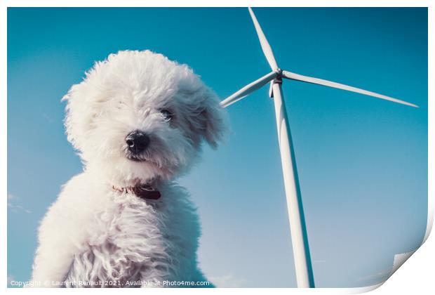 White dog and wind turbine for a clean concept Print by Laurent Renault