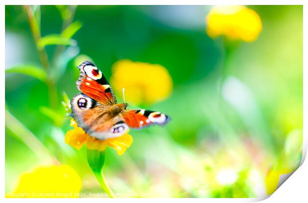 European peacock butterfly over bright colors Print by Laurent Renault