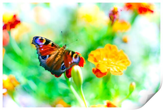 European peacock butterfly over bright flowers Print by Laurent Renault