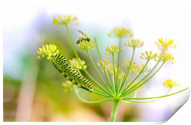 Swallowtail caterpillar and wasp on fennel Print by Laurent Renault