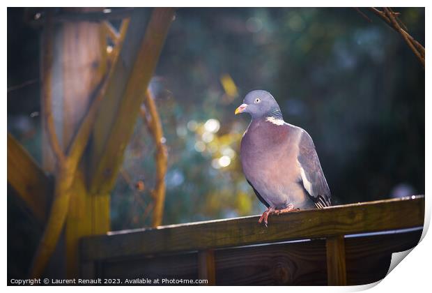 Wood pigeon perching on a fence in the garden Print by Laurent Renault