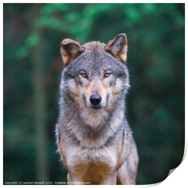 Grey wolf (Canis Lupus) looking straight in the forest Print by Laurent Renault