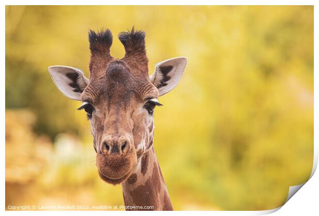 Portrait of giraffe over yellow blurry background Print by Laurent Renault