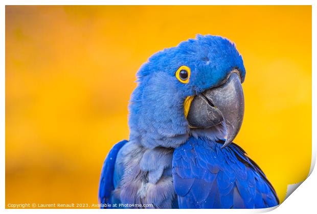 Portrait of big blue parrot, Hyacinth Macaw Print by Laurent Renault