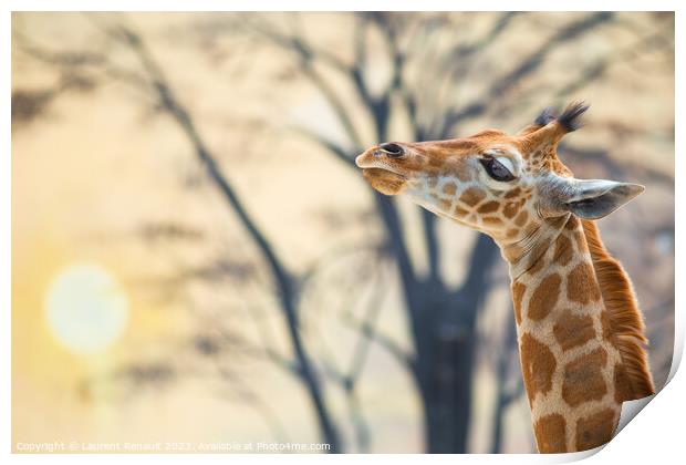Young giraffe against trees and the backdrop of sunset Print by Laurent Renault