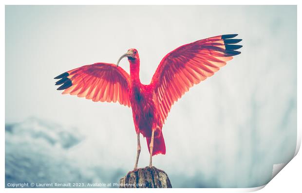 Majestic red bird, Scarlet Ibis Eudocimus ruber, outstretched re Print by Laurent Renault