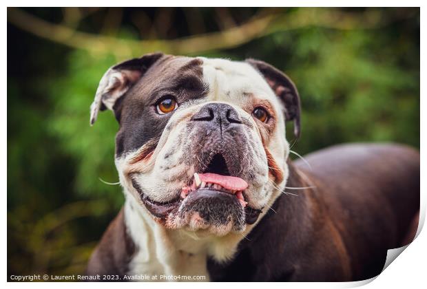 Olde English Bulldogge showing off his tongue. Photography taken Print by Laurent Renault