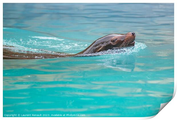 Sea Lion swimming in water. Photography taken in France Print by Laurent Renault