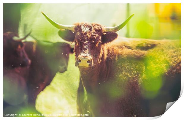 Red Salers cows observed through enlighted foliage, real creativ Print by Laurent Renault