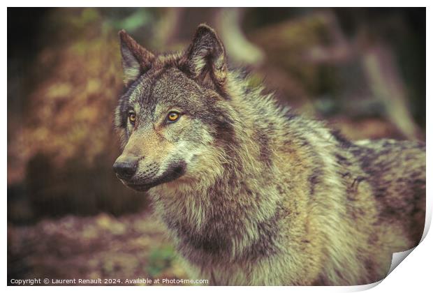 Grey wolf prowling in the forest Print by Laurent Renault