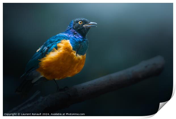 Superb starling perched on dead branch Print by Laurent Renault