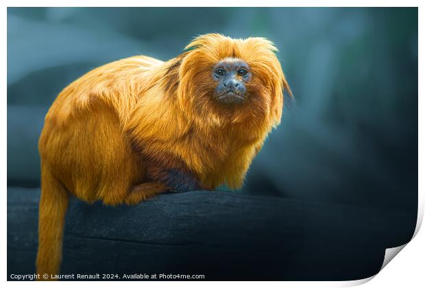 Golden Lion Tamarin, photography over blurry background Print by Laurent Renault