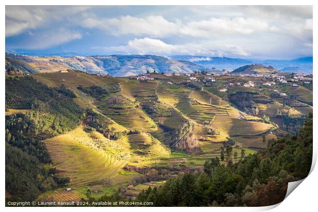 The Douro valley with the vineyards of the terraced fields, Port Print by Laurent Renault