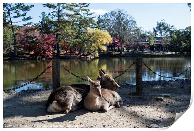 Japanese deer playing at Nara Park with red maple leaves tree on Print by Yann Tang