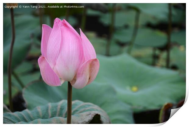 Bud of lotus flower in a pond Print by Yann Tang