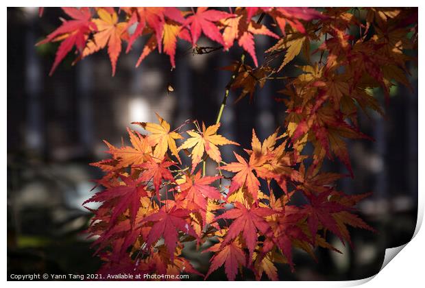 Maple leaves on tree with sunlight in autumn season Print by Yann Tang