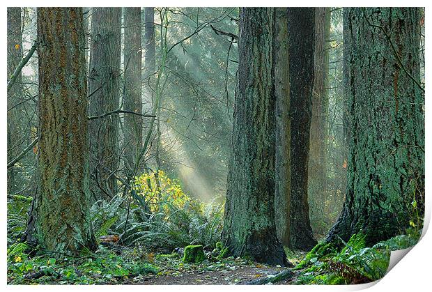 Suns Rays Print by Robert Gillespie