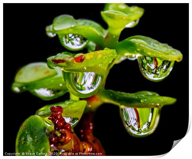 Jade Tree With Raindrops Print by Shaun Carling
