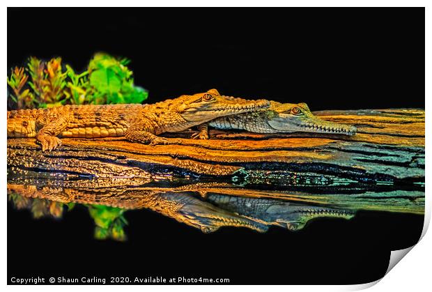 See You Later, Alligator Print by Shaun Carling