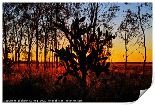 Prickly Pear Sunset Print by Shaun Carling