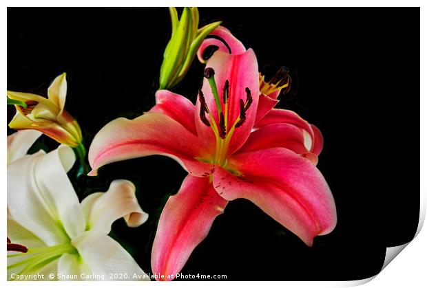 Asiatic Lilies Print by Shaun Carling