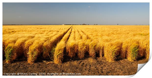 Wheat Fields On The Darling Downs Print by Shaun Carling