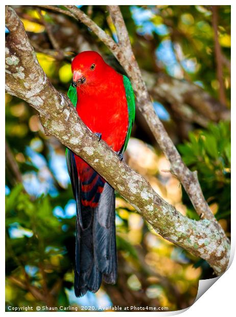 Male King Parrot Print by Shaun Carling