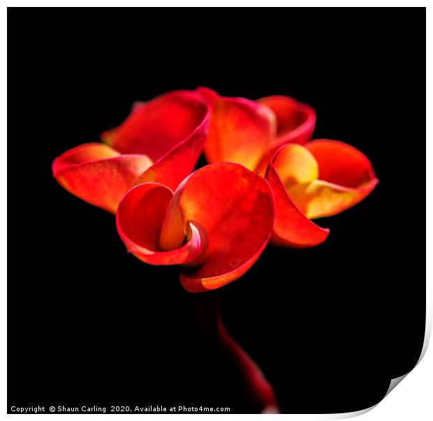 Red Flower Print by Shaun Carling