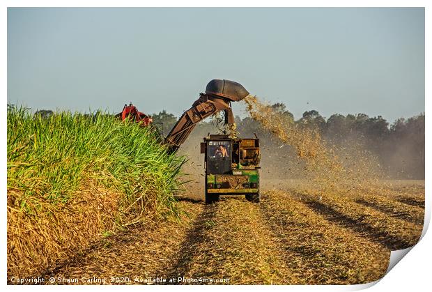 Harvesting The Cane Fields Print by Shaun Carling
