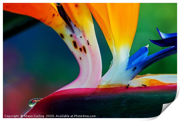 Bird Of Paradise With Raindrop And Ants Print by Shaun Carling