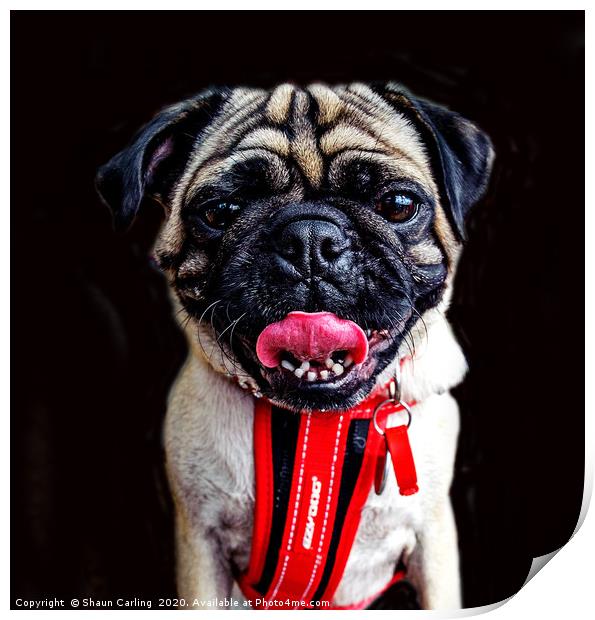 The Pug-alist Print by Shaun Carling