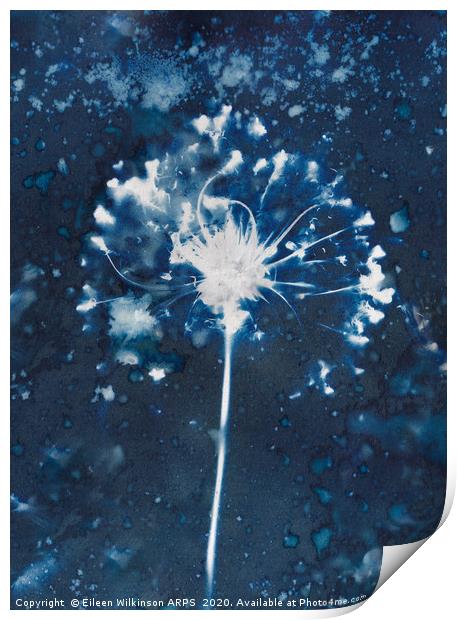 Blue Seedhead Print by Eileen Wilkinson ARPS EFIAP