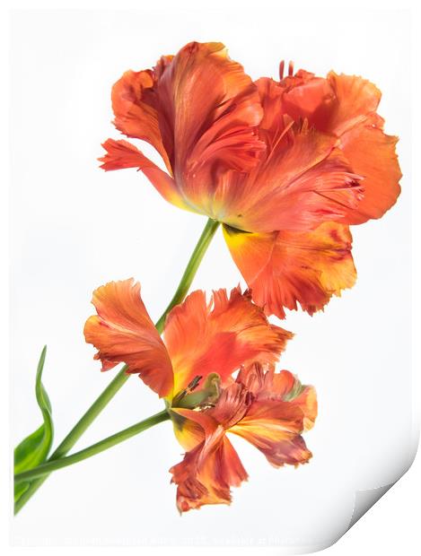Flaming Tulip Print by Eileen Wilkinson ARPS EFIAP