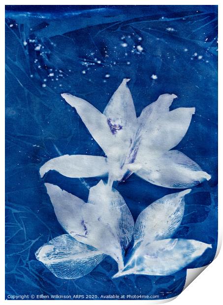 Blue Day Lillies Print by Eileen Wilkinson ARPS EFIAP