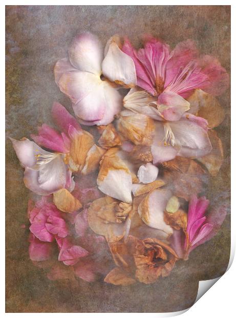 Fallen Petals Print by Eileen Wilkinson ARPS EFIAP