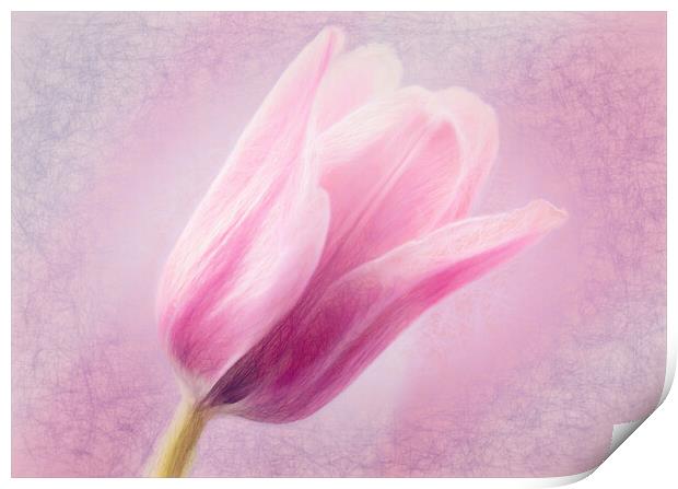 Pink Tulip Print by Eileen Wilkinson ARPS EFIAP