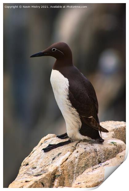 A Common Guillemot, Isle of May Print by Navin Mistry