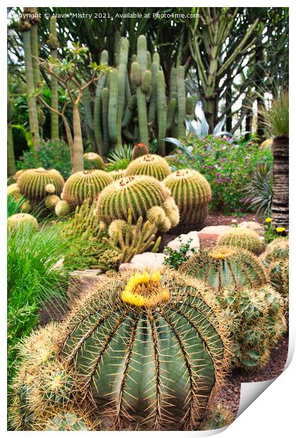 Cactus at the Huerto del Cura, Elche, Print by Navin Mistry