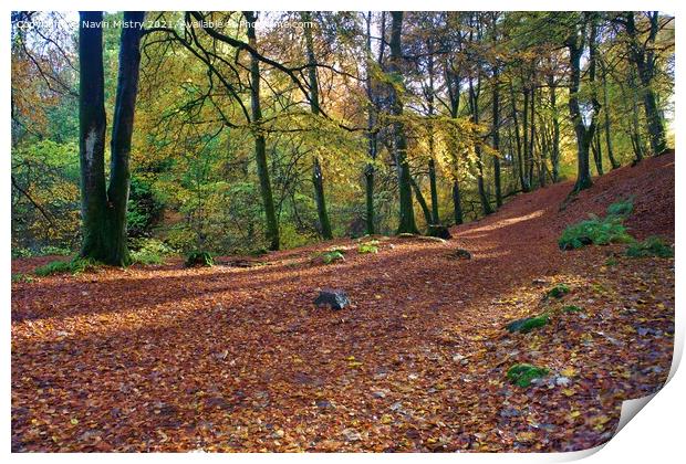 Golden Autumn light at The Birks of Aberfeldy Scotland Print by Navin Mistry