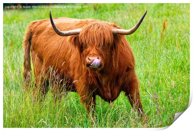 A highland cow sticks out its tongue ! Print by Navin Mistry
