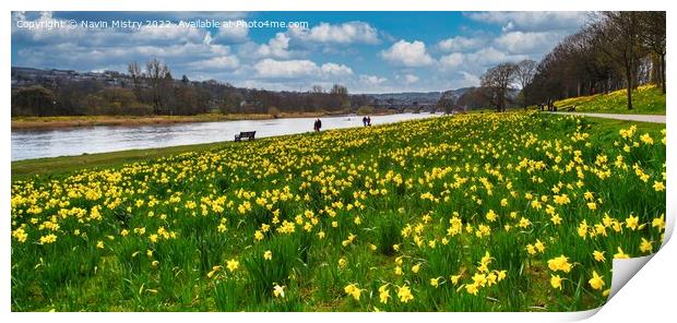 A display of daffodils on the banks of the River Dee Print by Navin Mistry
